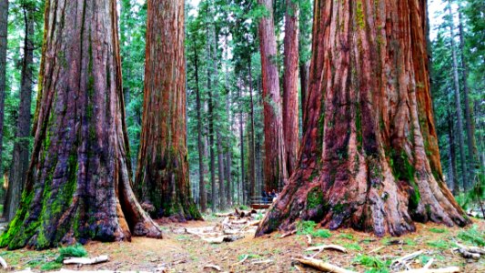 Tree Ecosystem Old Growth Forest Forest