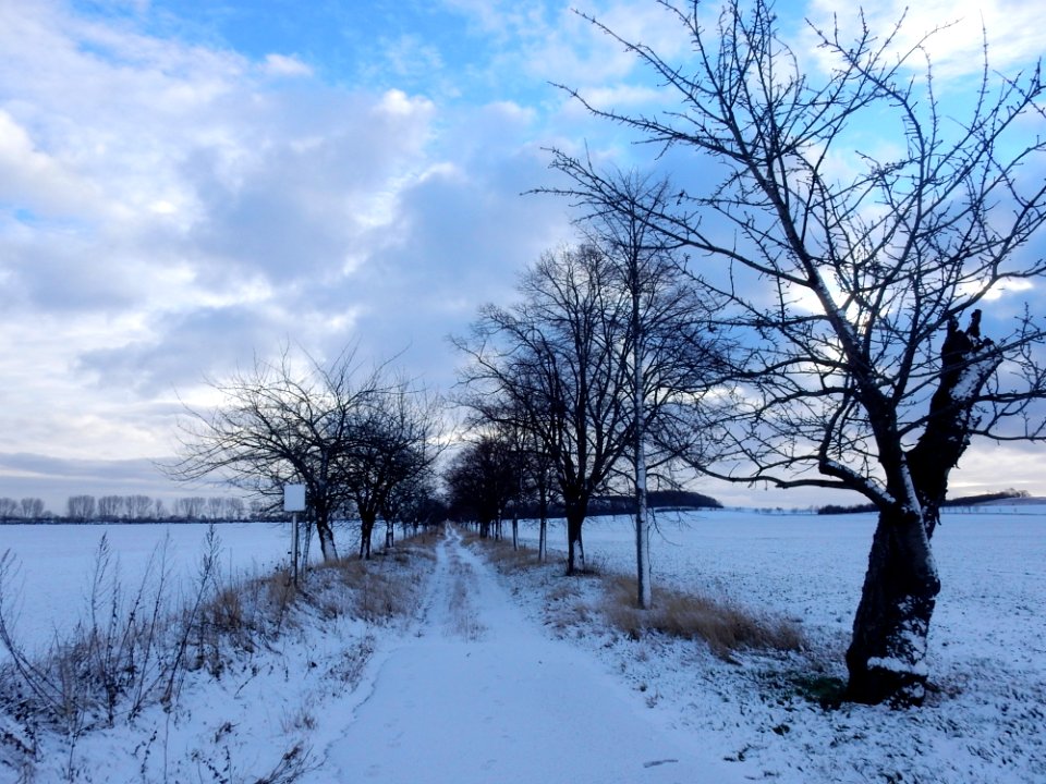 Snow Winter Sky Tree