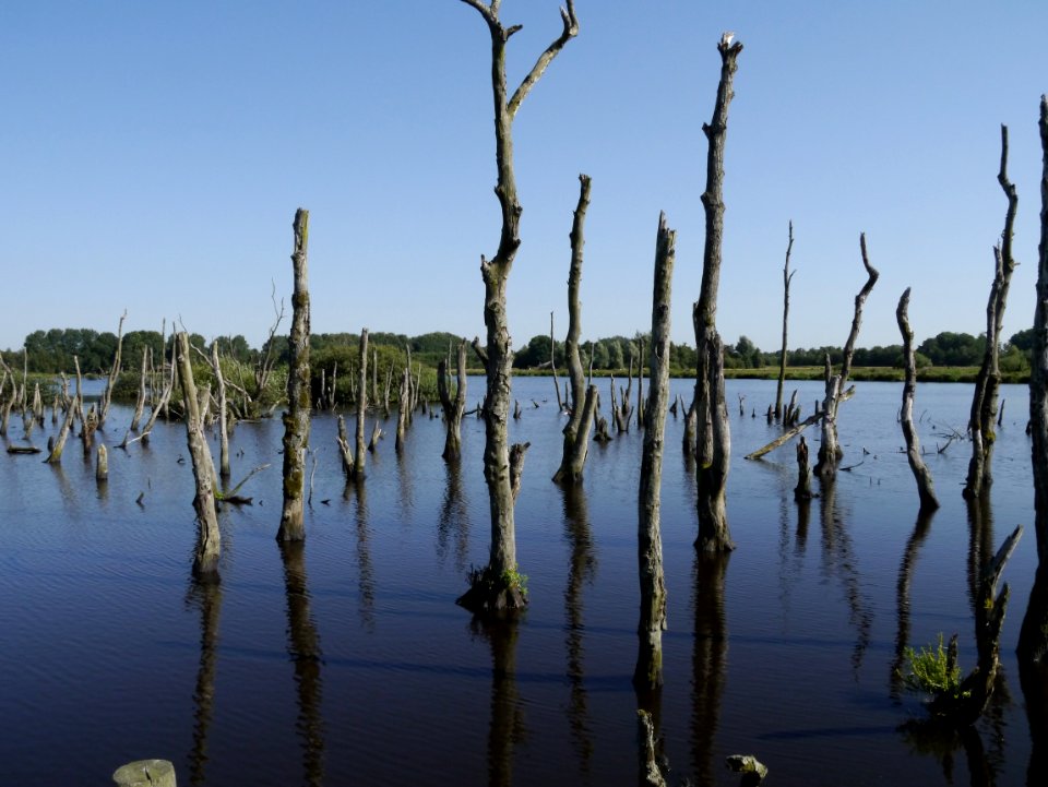 Reflection Water Wetland Swamp