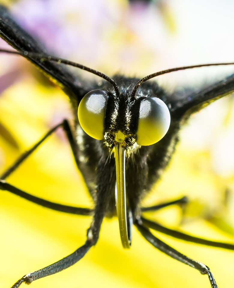 Proboscis probe macro