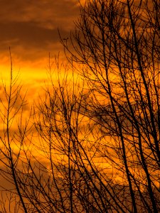Sky Branch Sunrise Tree photo