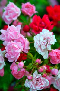 Flower Pink Rose Family Plant