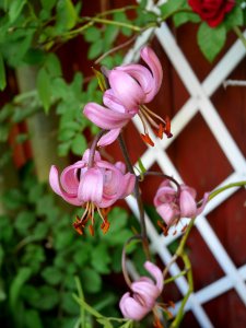 Flower Plant Flora Pink