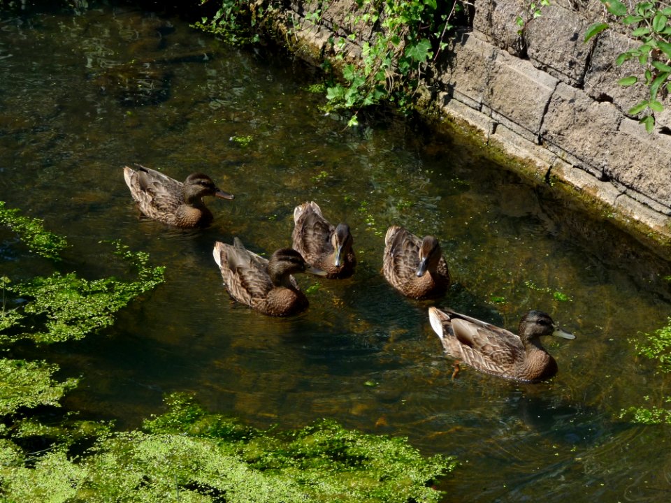 Bird Duck Water Nature Reserve