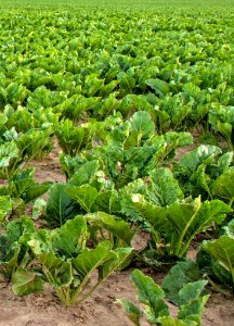 Vegetation Agriculture Leaf Vegetable Plant