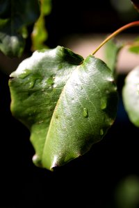 Leaf Flora Macro Photography Close Up photo