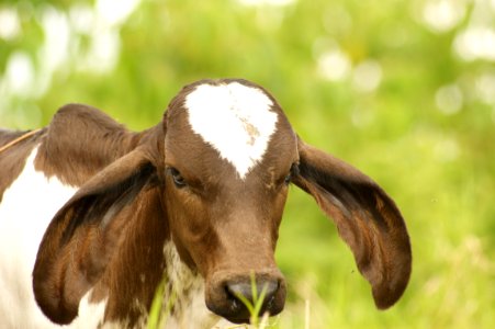 Goats Fauna Horn Cow Goat Family photo