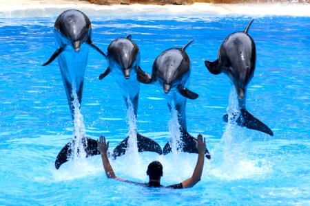 Dolphin Marine Mammal Mammal Water