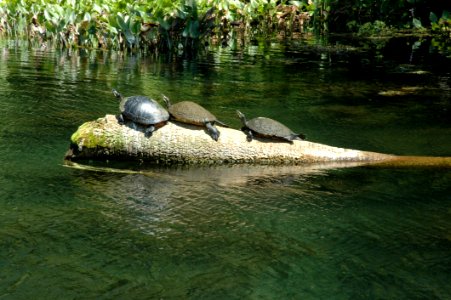 Water Fauna Nature Reserve Bank