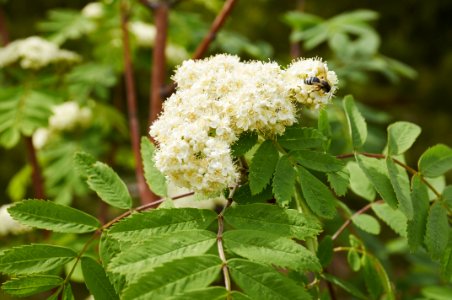 Plant Nannyberry Meadowsweet Pollinator