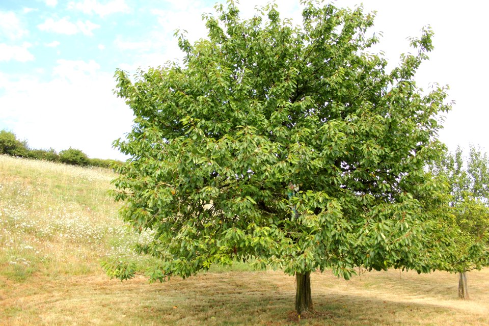 Tree Plant Shrubland Evergreen