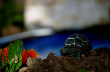 Tortoise Turtle Emydidae Reptile