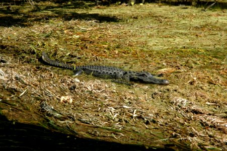 Crocodilia Reptile American Alligator Alligator photo
