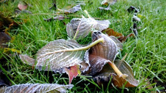 Leaf Plant Grass