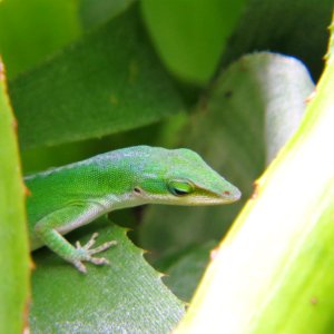 Reptile Green Lizard Lacertidae