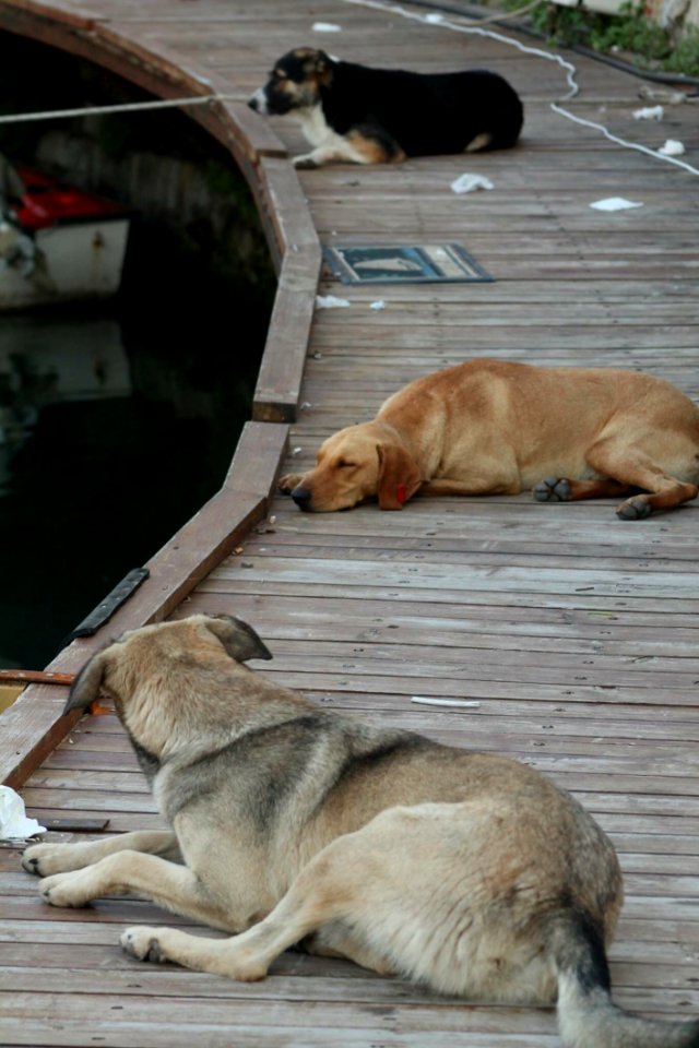 Dog Street Dog Dog Breed Group Dog Like Mammal