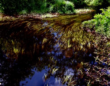 Water Vegetation Nature Nature Reserve