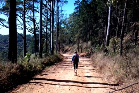 Path Tree Trail Wilderness