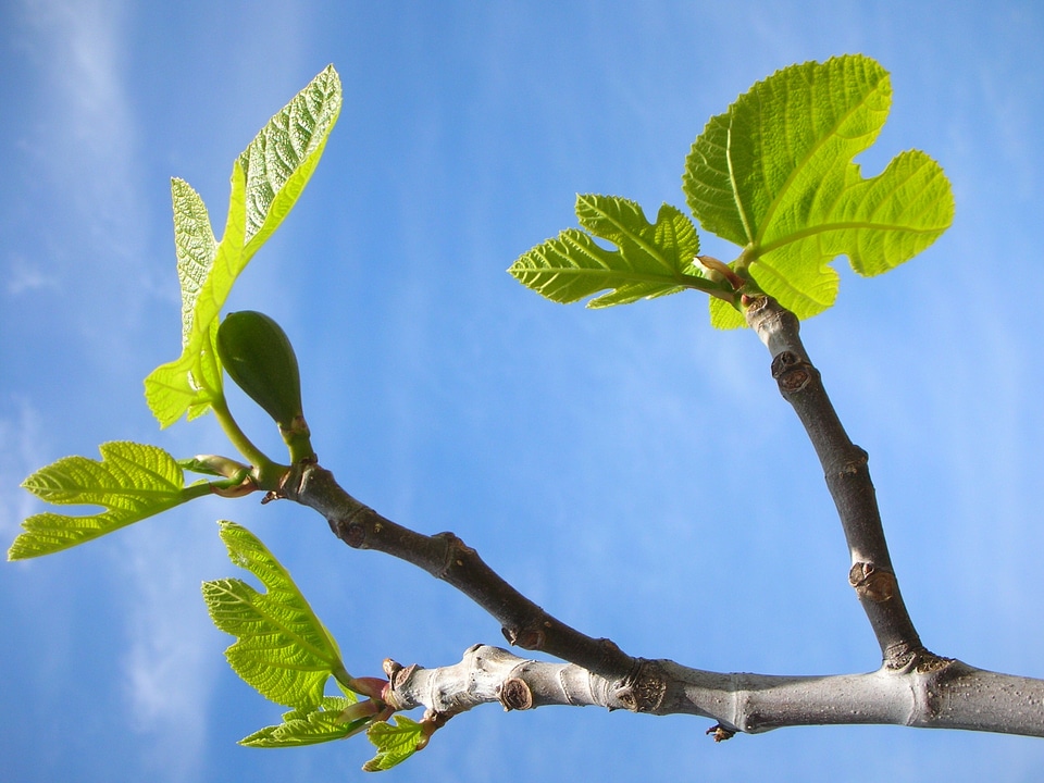 Fig tree green fig leaves
