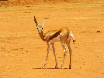 Wildlife Springbok Ecosystem Terrestrial Animal photo