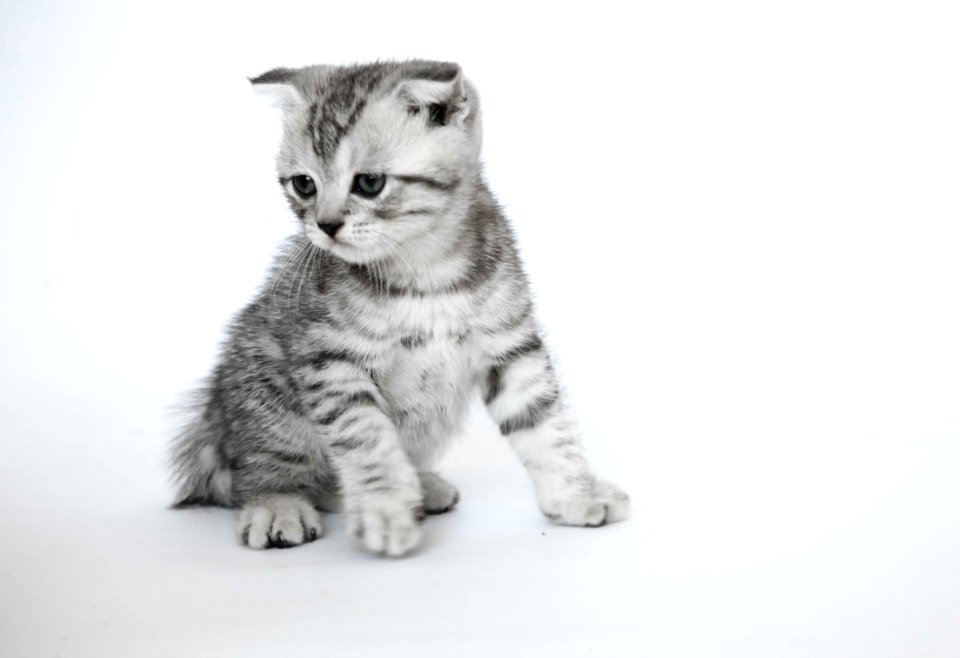 Cat Mammal Small To Medium Sized Cats Cat Like Mammal