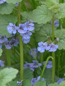 Bloom plant wild flower