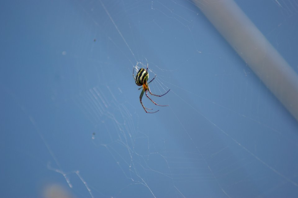Spider Invertebrate Arachnid Sky