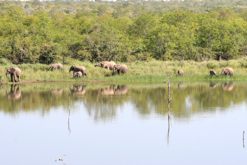Nature Reserve Wildlife Herd Fauna