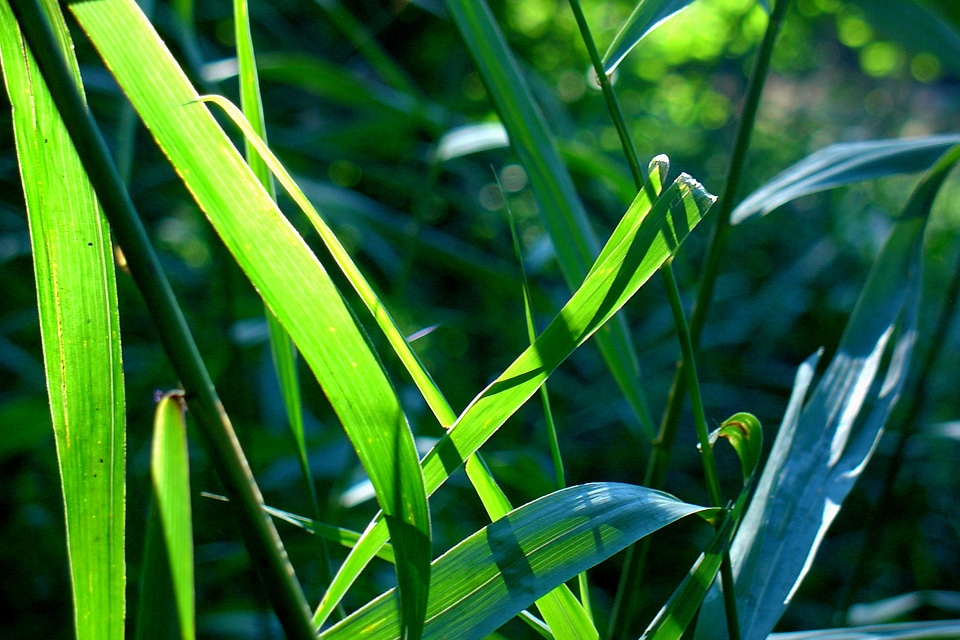 Reed nature pond plant