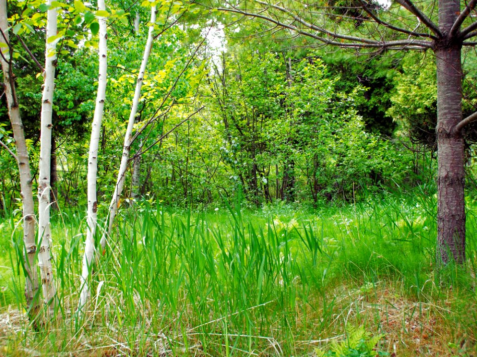 Ecosystem Woodland Vegetation Nature Reserve