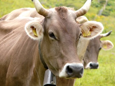 Cattle Like Mammal Horn Pasture Grazing photo