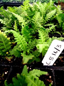 Plant Leaf Ferns And Horsetails Fern