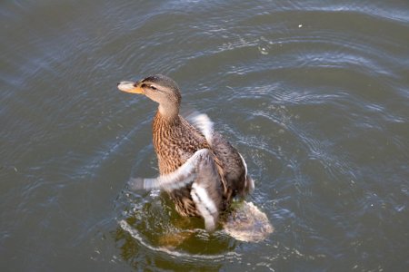 Duck Bird Water Bird Fauna photo