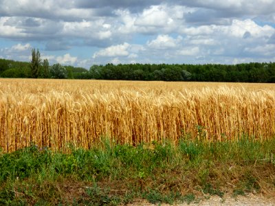 Crop Field Grass Family Agriculture photo