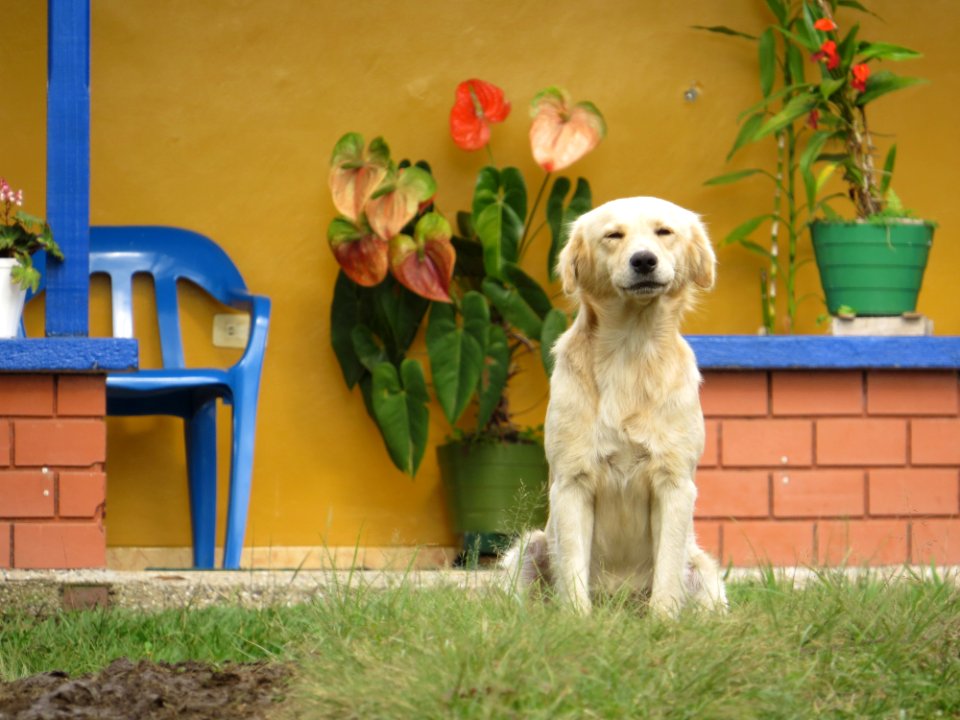 Dog Dog Like Mammal Dog Breed Retriever