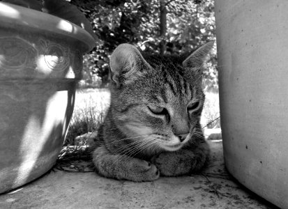Cat Black And White Whiskers Mammal