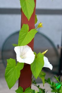 Flower Plant Flora Datura