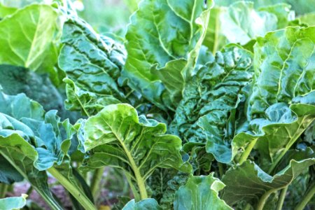 Leaf Vegetable Chard Leaf Vegetable