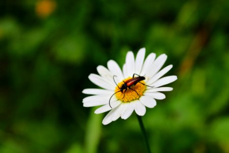 Flower Oxeye Daisy Nectar Flora