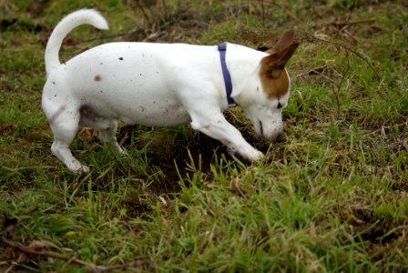 Dog Breed Jack Russell Terrier Russell Terrier Dog Like Mammal