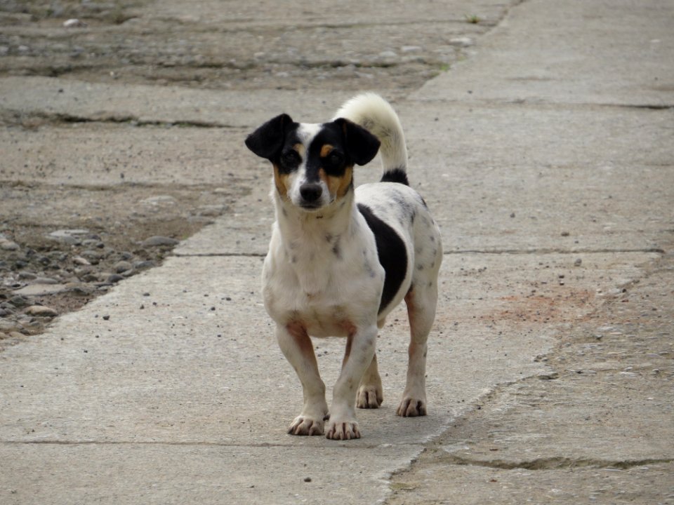 Dog Dog Like Mammal Dog Breed Street Dog
