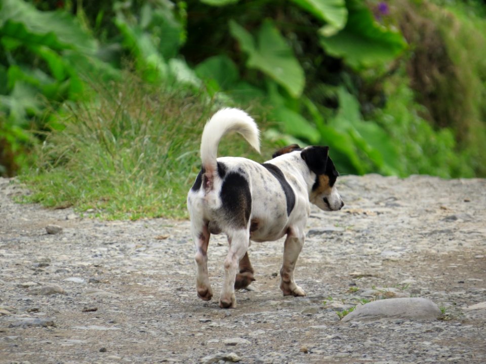 Dog Like Mammal Dog Breed Dog Dog Breed Group
