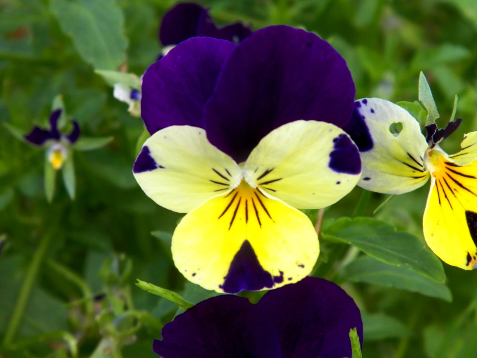 Flower Plant Flowering Plant Flora