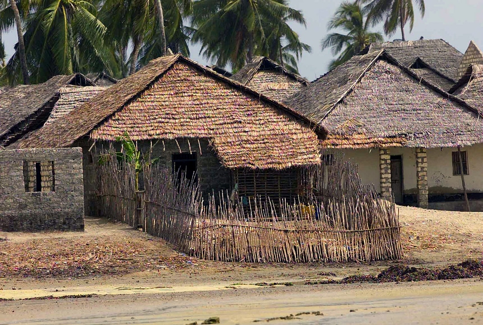 Village palms palm trees