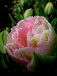 Flower Plant Tulip Flowering Plant