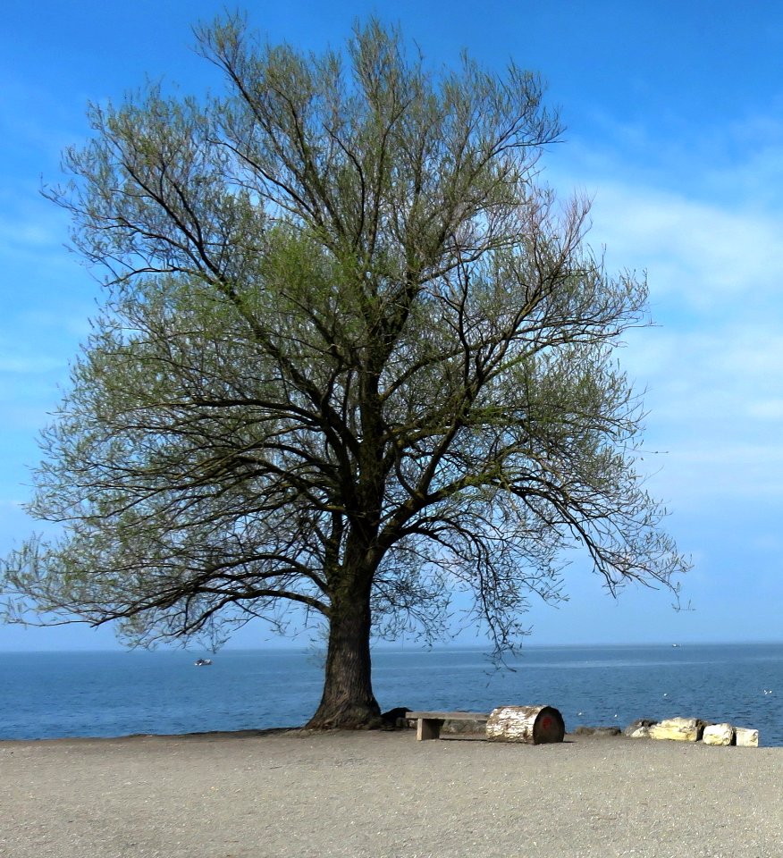 Tree Woody Plant Sky Branch