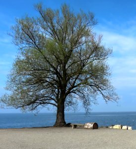 Tree Woody Plant Sky Branch photo