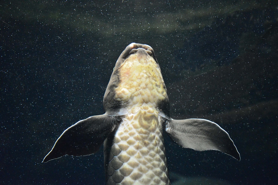 Aquarium australia water