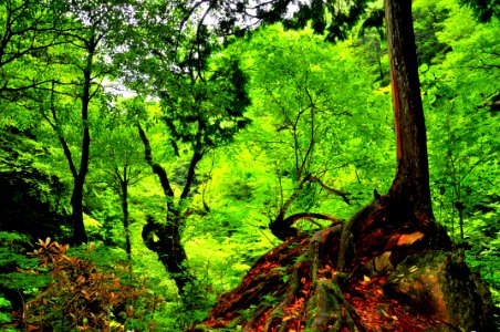 Vegetation Nature Ecosystem Forest