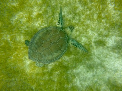 Sea Turtle Turtle Green Fauna